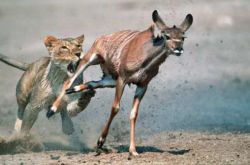 豌豆莢，不(bù)過是(shì)一(yī)個(gè)弱肉強食的(de)故事(shì)